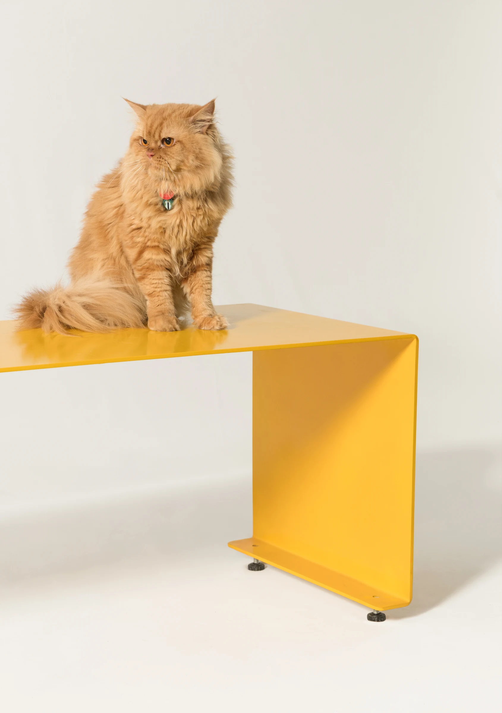 The chair as a bench, a cat perched on it